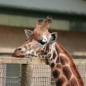 Giraffe, Marwell Wildlife