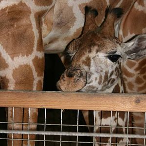 Giraffe, Marwell Wildlife