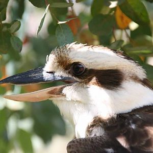 Laughing Kookaburra, Marwell Wildlife