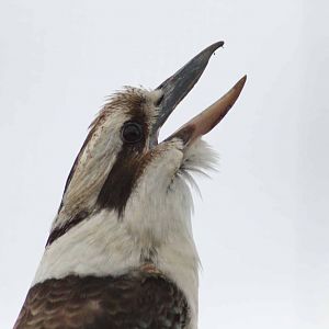 Laughing Kookaburra, Marwell Wildlife