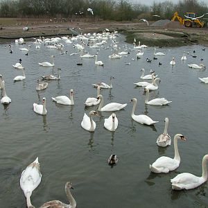 Mute Swans at Slimbridge 06/02/10