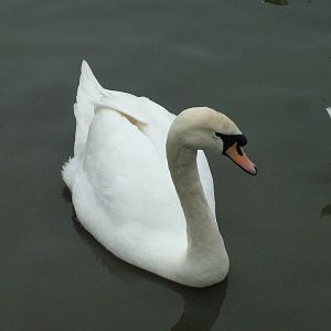 Mute Swan at Slimbridge 06/02/10