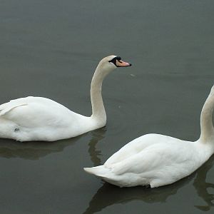 Mute Swans at Slimbridge 06/02/10