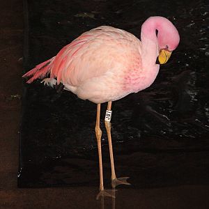 James' Flamingo at Slimbridge 06/02/10