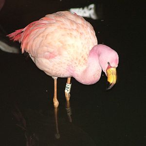 James' Flamingo at Slimbridge 06/02/10