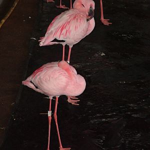 Lesser Flamingos at Slimbridge 06/02/10