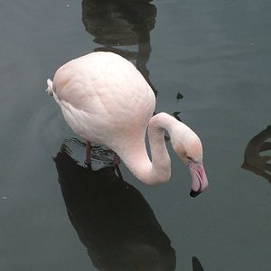 Greater Flamingo at Slimbridge 06/02/10