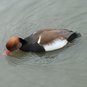 Red-crested Pochard at Slimbridge 06/02/10