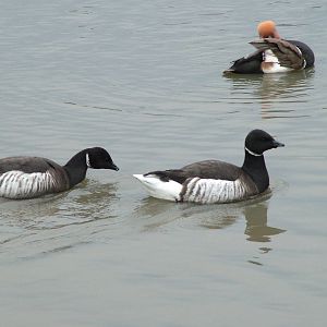 Black Brent Geese at Slimbridge 06/02/10
