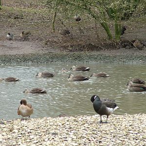 Asian Lake at Slimbridge 06/02/10