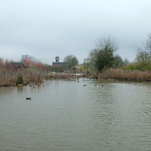 General view at Slimbridge 06/02/10
