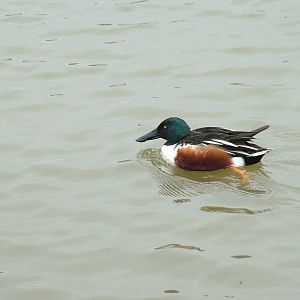 Common Shoveler at Slimbridge 06/02/10