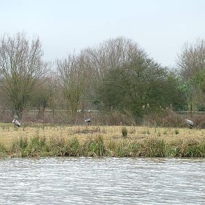 Common Cranes at Slimbridge 06/02/10