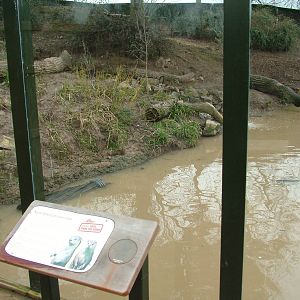 Otter Pool at Slimbridge 06/02/10