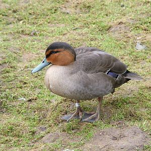 Philippine Duck at Slimbridge 06/02/10
