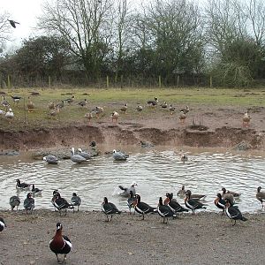 Mixed Geese at Slimbridge 06/02/10