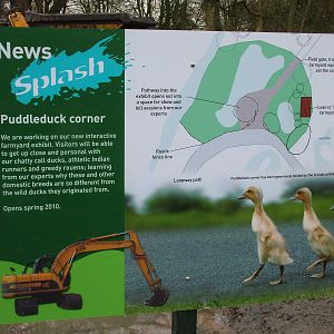 Puddleduck Corner plans at Slimbridge 06/02/10