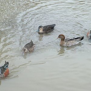 Australasian Waterfowl at Slimbridge 06/02/10