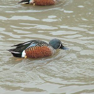 Australasian Shoveler at Slimbridge 06/02/10