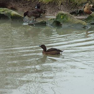 Hardhead at Slimbridge 06/02/10