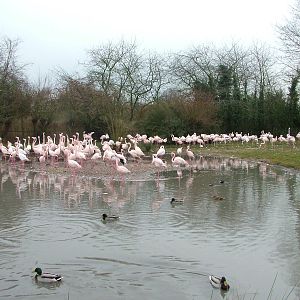 Greater Flamingo flock at Slimbridge 06/02/10