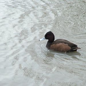 South African Pochard at Slimbridge 06/02/10