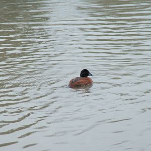Maccoa Duck at Slimbridge 06/02/10