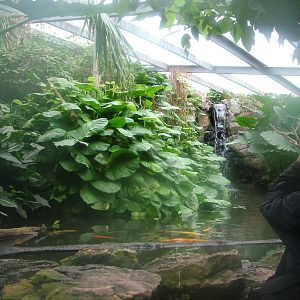 Tropical House at Slimbridge 06/02/10