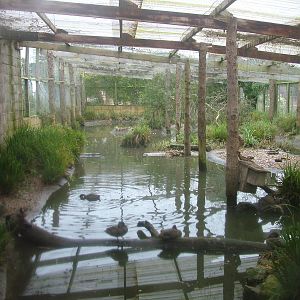 Aviary at Slimbridge 06/02/10