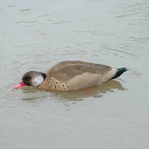 Brazilian Teal at Slimbridge 06/02/10