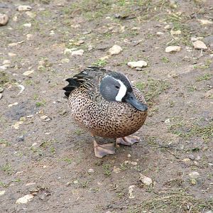 Blue-winged Teal at Slimbridge 06/02/10