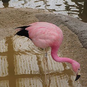Andean Flamingo at Slimbridge 06/02/10