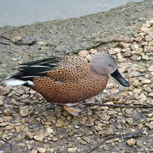 Red Shoveler at Slimbridge 06/02/10