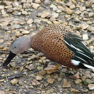 Red Shoveler at Slimbridge 06/02/10