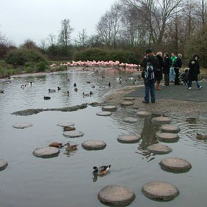 South America pen at Slimbridge 06/02/10