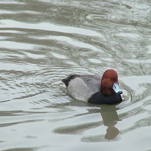 Redhead at Slimbridge 06/02/10