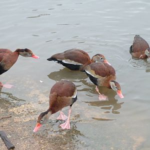 Red-billed Whistling Duck at Slimbridge 06/02/10