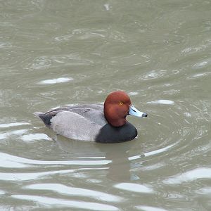 Redhead at Slimbridge 06/02/10