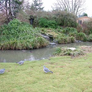 Bronze-winged Duck and Crested Screamer exhibit at Slimbridge 06/02/10