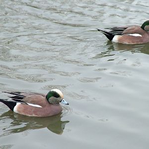 American Wigeon at Slimbridge 06/02/10