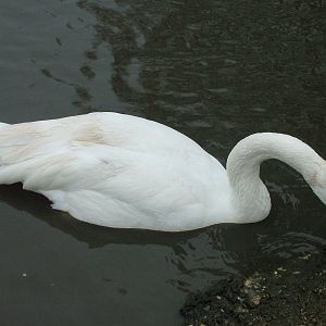 Trumpeter Swan at Slimbridge 06/02/10