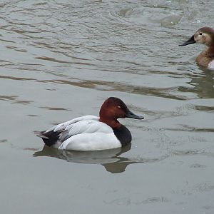 Canvasback pair at Slimbridge 06/02/10