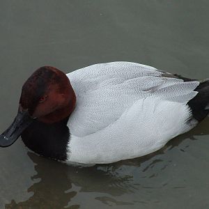 Canvasback at Slimbridge 06/02/10