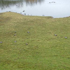 Wild Eurasian Wigeon at Slimbridge 06/02/10