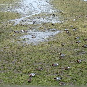 Wild Eurasian Wigeon at Slimbridge 06/02/10