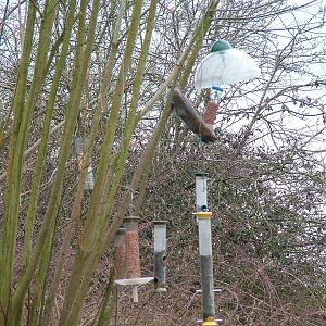 Theft in progress at Slimbridge 06/02/10