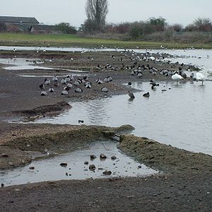 Wild waterfowl at Slimbridge 06/02/10