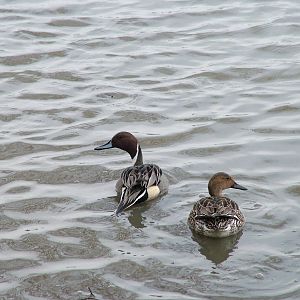 Wild Northern Pintail at Slimbridge 06/02/10