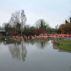 Caribbean Flamingo flock at Slimbridge 06/02/10