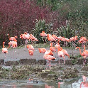 Caribbean Flamingo flock at Slimbridge 06/02/10